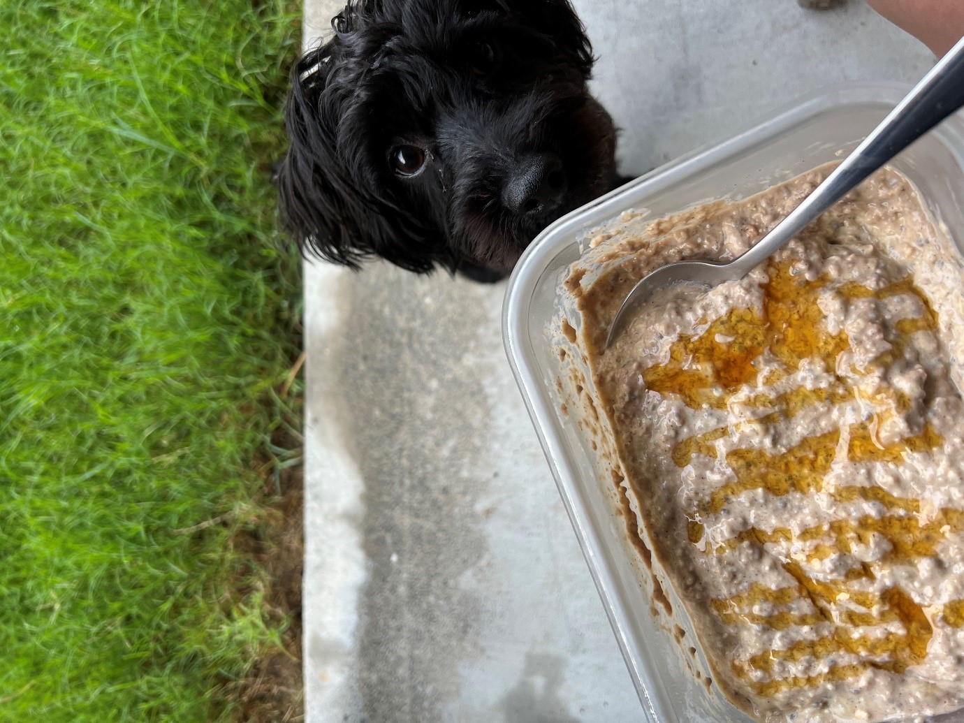 breakfast with a dog