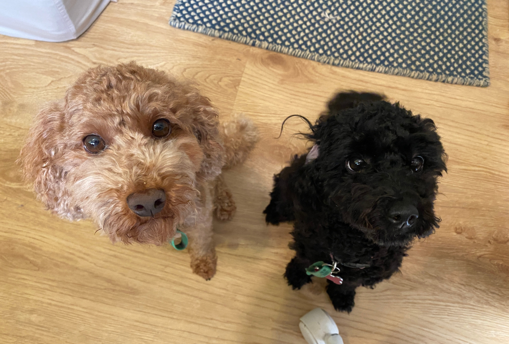 Energy Queensland - Dane Thomas dogs