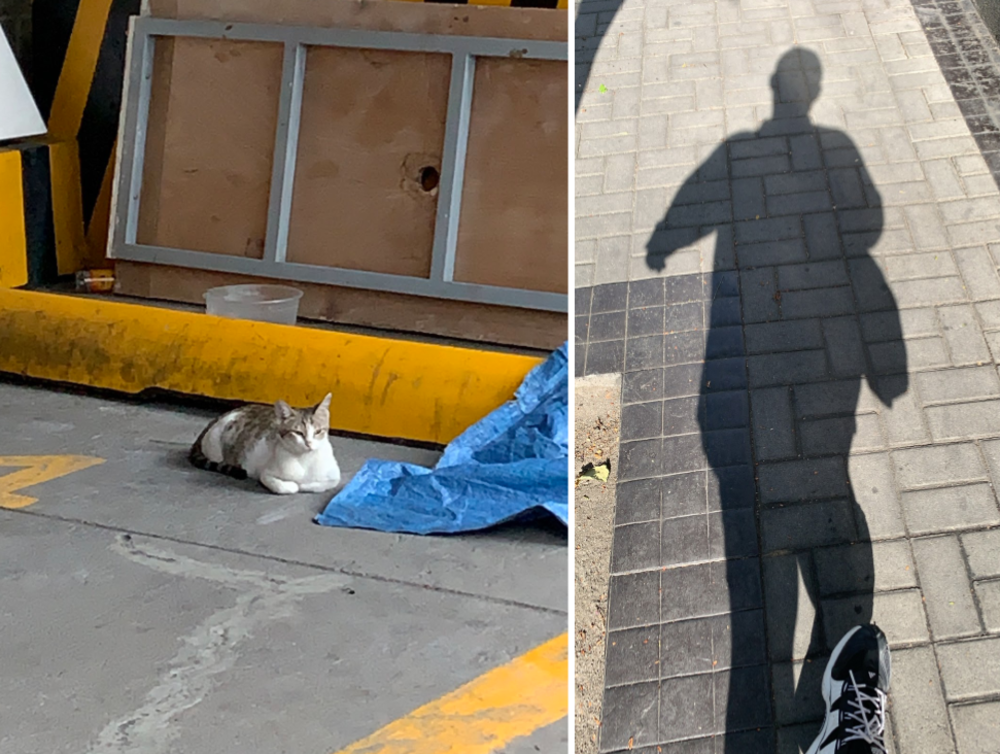 A cat and a pedestrian lane